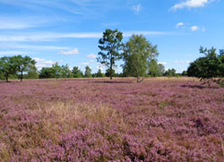 Landfrauen Wittingen - Ausflug Heide